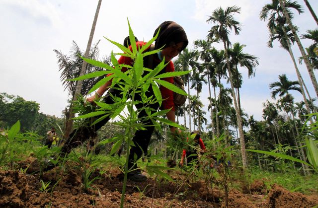 Cinta Sejati Fidelis Ari. Rela Masuk Penjara Karena Menanam Ganja Demi Menolong Istri Tercinta