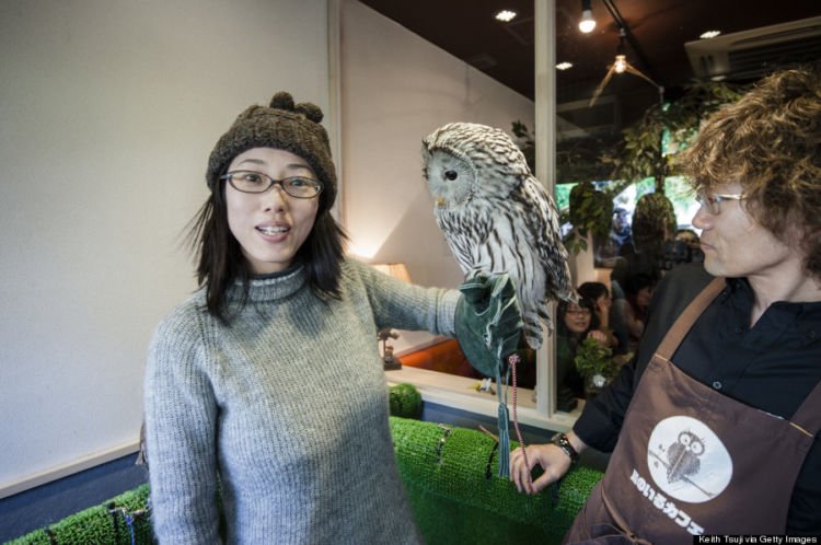 Pet Cafe Terbaru Jepang Menuai Kritik, Lihat Deh 10 Gambar Owl Cafe yang Lucu Tapi Kontroversial Ini