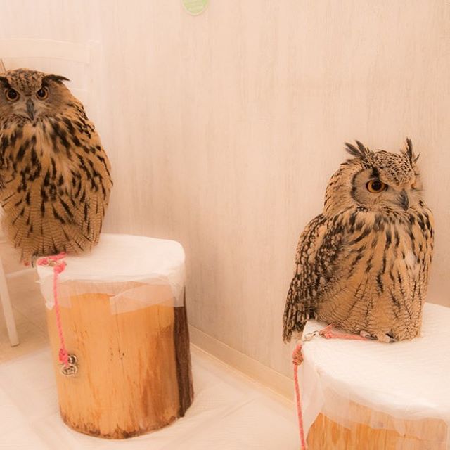 Pet Cafe Terbaru Jepang Menuai Kritik, Lihat Deh 10 Gambar Owl Cafe yang Lucu Tapi Kontroversial Ini