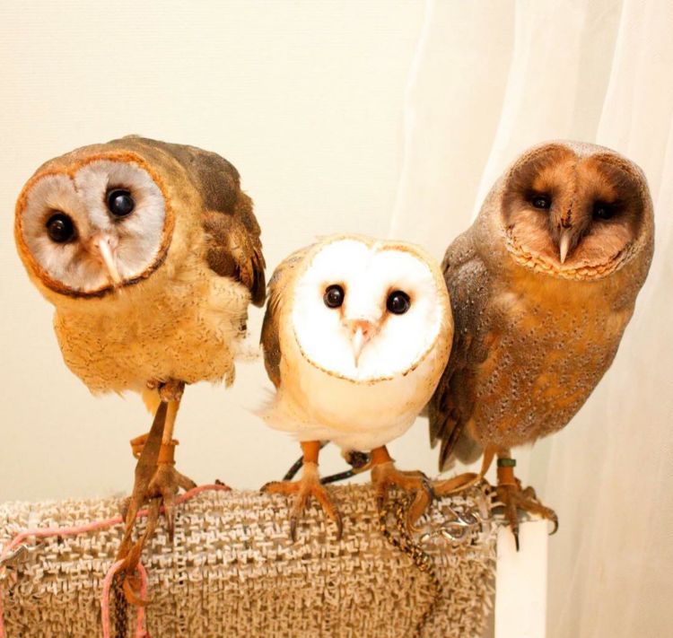 Pet Cafe Terbaru Jepang Menuai Kritik, Lihat Deh 10 Gambar Owl Cafe yang Lucu Tapi Kontroversial Ini