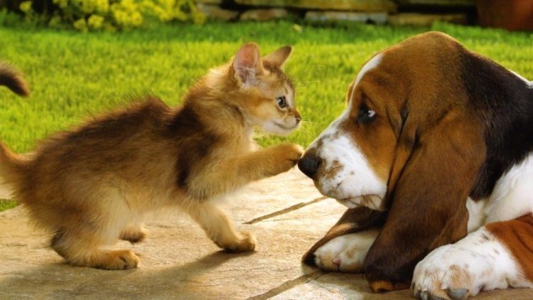 Kucing Vs Anjing: 13 Foto Perbedaan Keduanya Ini Bisa Juga Nunjukin Seleramu Cowok Cute atau Bad Boy