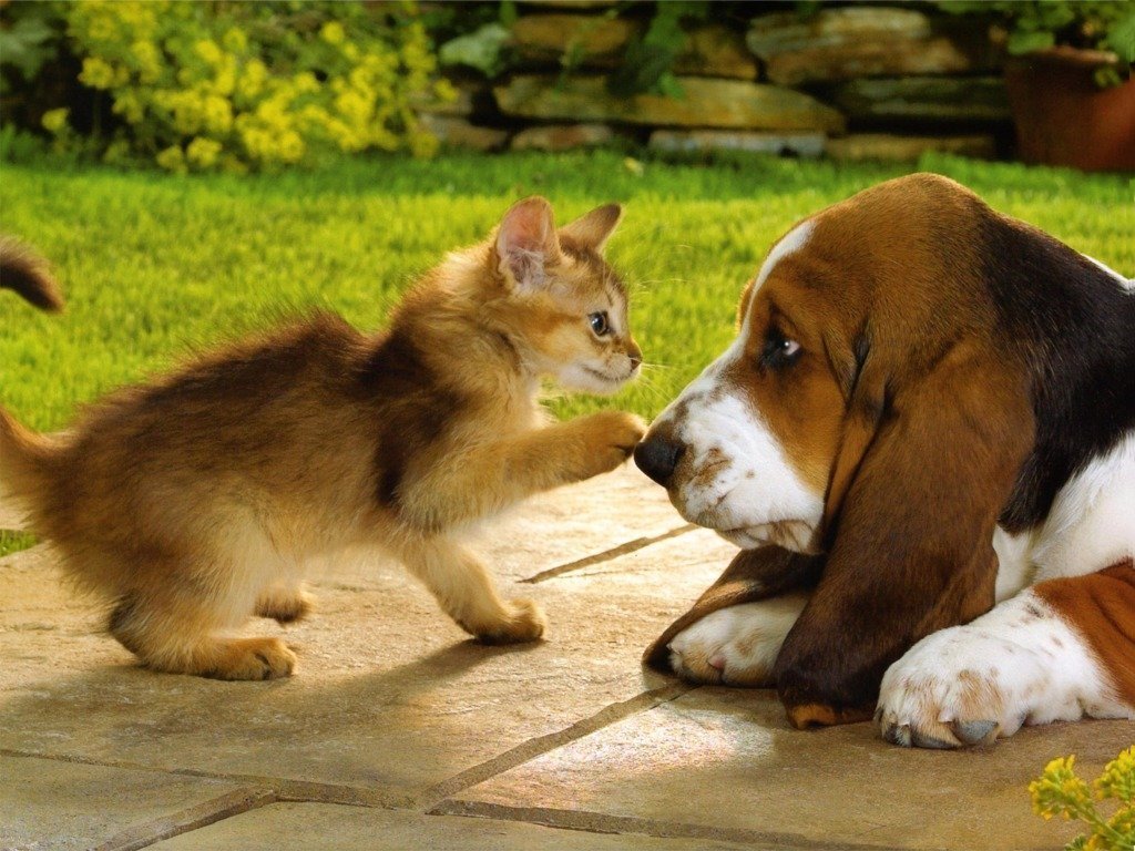 Kucing Vs Anjing: 13 Foto Perbedaan Keduanya Ini Bisa Juga Nunjukin Seleramu Cowok Cute atau Bad Boy