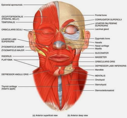 Di Balik Pesonanya, Ternyata Lesung Pipi Sebenarnya Bagian Tubuh yang Tak Sempurna. Wah, Kok Bisa?