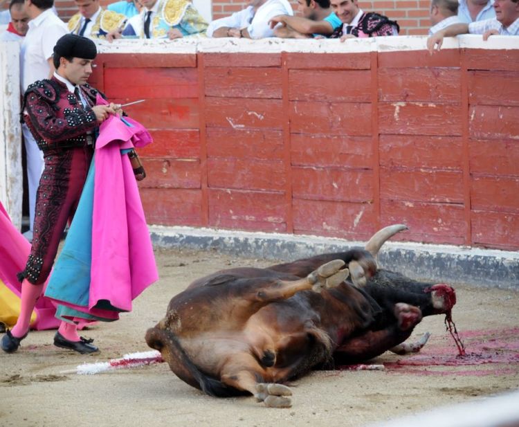 Pantatnya Diseruduk Banteng Hingga Duburnya Hancur, Kok Masih Ada Aja Ya yang Mau Jadi Matador?!