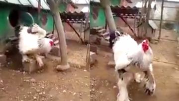 Dikira Hoax, Ternyata Video Ayam Gede yang Lagi Viral Ini Asli. Ayam Segede Itu Beneran Ada!