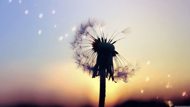 Dandelion-Flowers-in-Sunset-Beautiful-View