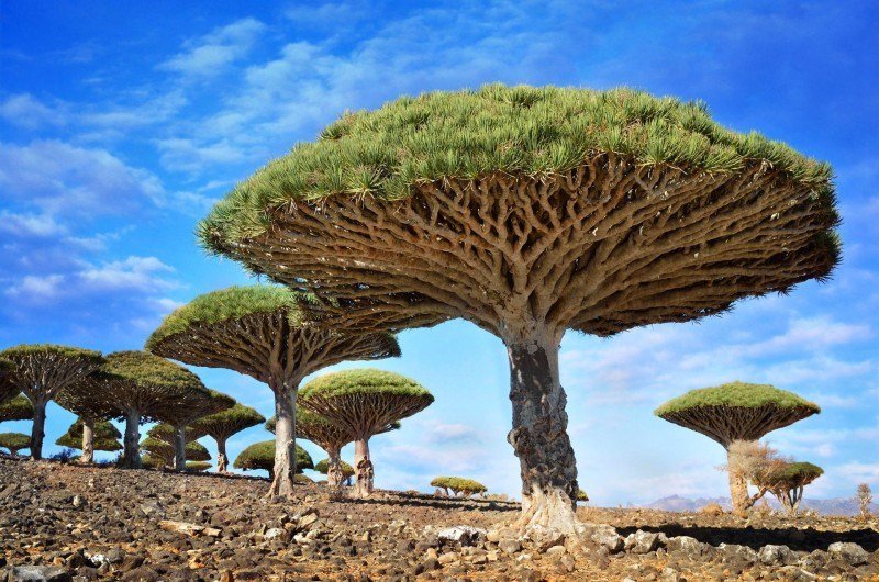 Keindahan yang Berbalut Misteri di Pulau Socotra. Dijuluki Pulau Alien, Konon Dajjal Dikurung di Pulau Ini!