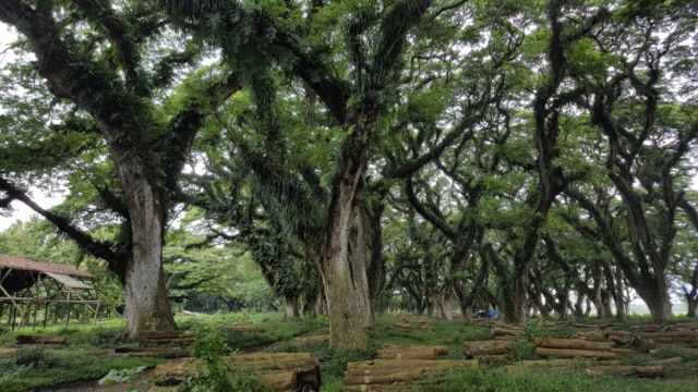 deretan pohon yang megah di Jawatan Benculuk