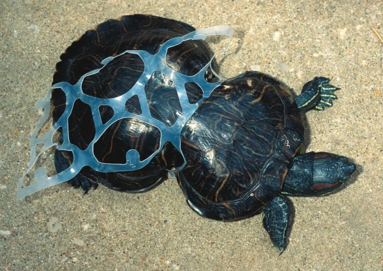 Di Kolam Mati Telan Koin, Di Laut Terancam Sampah Plastik. Betapa Mirisnya Nasib Penyu Hijau di Bumi