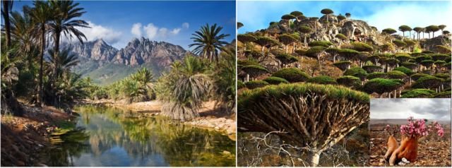 Keindahan yang Berbalut Misteri di Pulau Socotra. Dijuluki Pulau Alien, Konon Dajjal Dikurung di Pulau Ini!