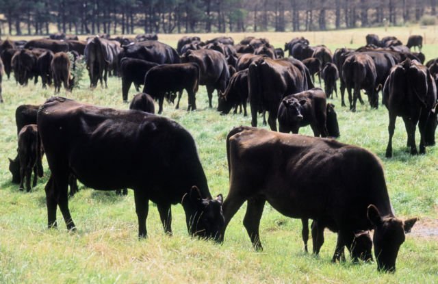 Daging Sapi Seharga Rp4,2 Juta Sekilo Bukan Fiksi. Ini Alasan Kenapa Kobe Beef Dihargai Semahal Itu