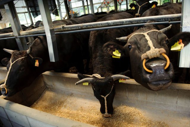 Daging Sapi Seharga Rp4,2 Juta Sekilo Bukan Fiksi. Ini Alasan Kenapa Kobe Beef Dihargai Semahal Itu