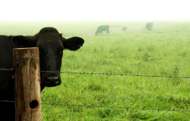 Daging Sapi Seharga Rp4,2 Juta Sekilo Bukan Fiksi. Ini Alasan Kenapa Kobe Beef Dihargai Semahal Itu