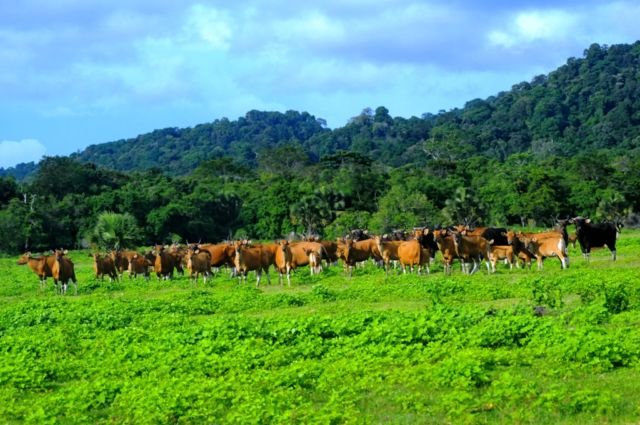 Taman Nasional Alas Purwo