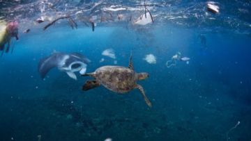 Di Kolam Mati Telan Koin, Di Laut Terancam Sampah Plastik. Betapa Mirisnya Nasib Penyu Hijau di Bumi