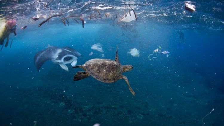 Di Kolam Mati Telan Koin, Di Laut Terancam Sampah Plastik. Betapa Mirisnya Nasib Penyu Hijau di Bumi