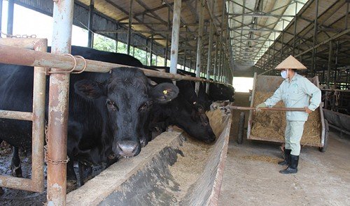 Daging Sapi Seharga Rp4,2 Juta Sekilo Bukan Fiksi. Ini Alasan Kenapa Kobe Beef Dihargai Semahal Itu