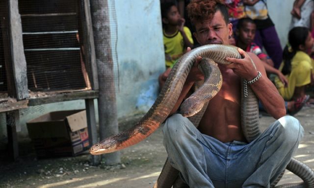 Saking Kebalnya, Gigitan Ular King Kobra Paling Cuma Bikin Cowok Ini Demam. Kok Bisa Ya?