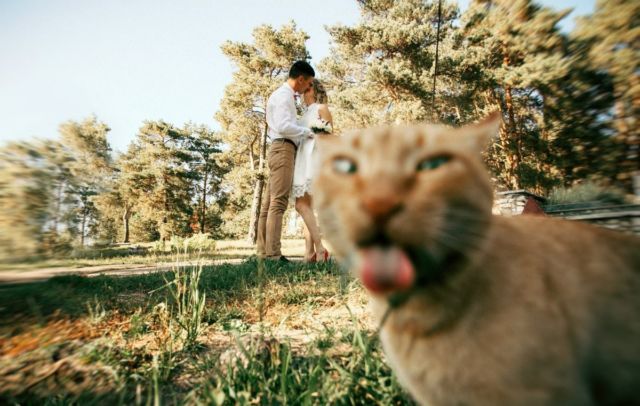 15 Foto Momen Rusak Gara-gara Kucing yang Haus Eksistensi, Caper Berat Ya Hewan Satu Ini