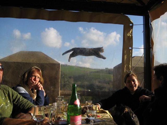 15 Foto Momen Rusak Gara-gara Kucing yang Haus Eksistensi, Caper Berat Ya Hewan Satu Ini