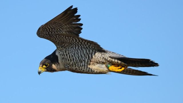 Satwa Udara Tercepat Peregrine Falcon