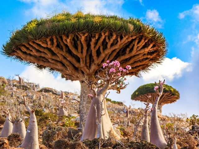 Keindahan yang Berbalut Misteri di Pulau Socotra. Dijuluki Pulau Alien, Konon Dajjal Dikurung di Pulau Ini!