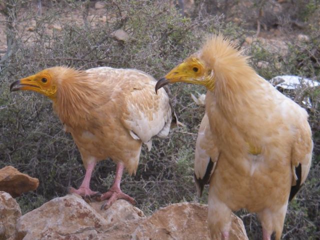 Keindahan yang Berbalut Misteri di Pulau Socotra. Dijuluki Pulau Alien, Konon Dajjal Dikurung di Pulau Ini!