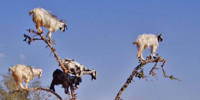 Ada Kambing Pemanjat Pohon Sampai Hewan yang Bisa Hidup di Luar Angkasa, 7 Hewan Ini Unik Luar Biasa