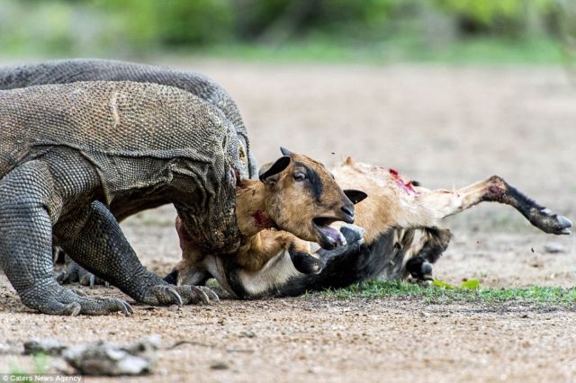 Seorang Turis Asing Digigit Komodo, Kakinya Terluka Parah Hingga Sobek. Duh, Ngeri Sekali ya!