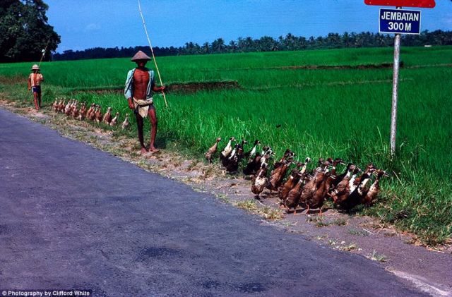 Parade Foto Bali Tempo Doeloe Sebelum Dipenuhi Wisatawan. Wah Adem Banget ya Suasananya!