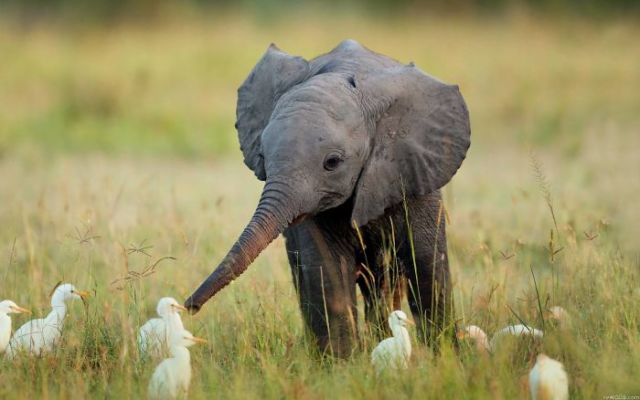 15 Perilaku Bayi Gajah yang Gemesin Abis. Sesekali Berliburlah Untuk Mengunjungi Satwa Unyu Macam Ini!