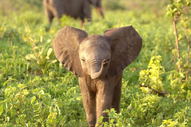 15 Perilaku Bayi Gajah yang Gemesin Abis. Sesekali Berliburlah Untuk Mengunjungi Satwa Unyu Macam Ini!