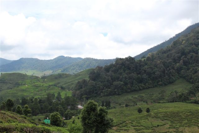 Perkebunan Teh Ciliwung