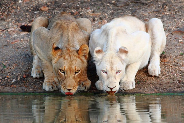 Kisah Sedih Orang Albino di Afrika, Diburu dan Dibunuh Karena Keunikannya. Ini 8 Faktanya