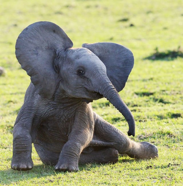 15 Perilaku Bayi Gajah yang Gemesin Abis. Sesekali Berliburlah Untuk Mengunjungi Satwa Unyu Macam Ini!