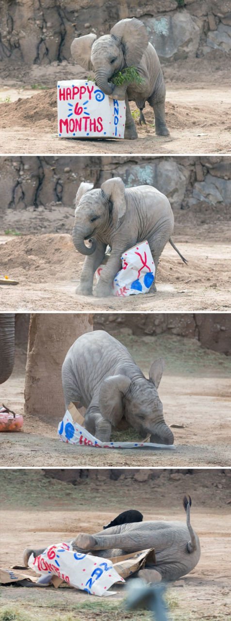 15 Perilaku Bayi Gajah yang Gemesin Abis. Sesekali Berliburlah Untuk Mengunjungi Satwa Unyu Macam Ini!