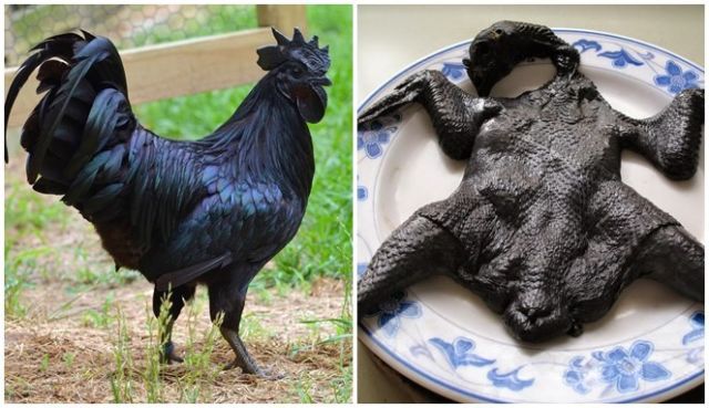 6 Fakta Unik Ayam Cemani, Ayam Hitam Legam yang Popularitasnya Sudah Diakui Dunia