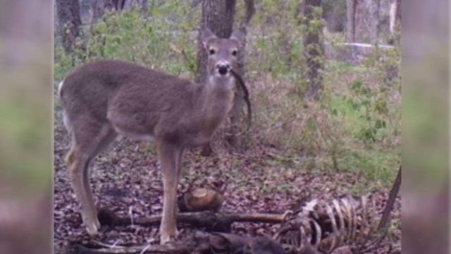 Ada Kambing Pemanjat Pohon Sampai Hewan yang Bisa Hidup di Luar Angkasa, 7 Hewan Ini Unik Luar Biasa