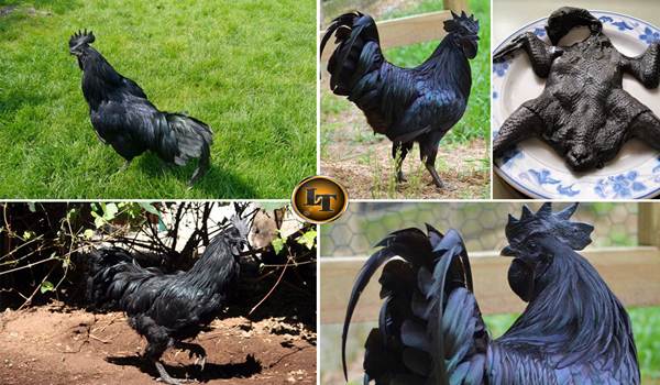 6 Fakta Unik Ayam Cemani, Ayam Hitam Legam yang Popularitasnya Sudah Diakui Dunia