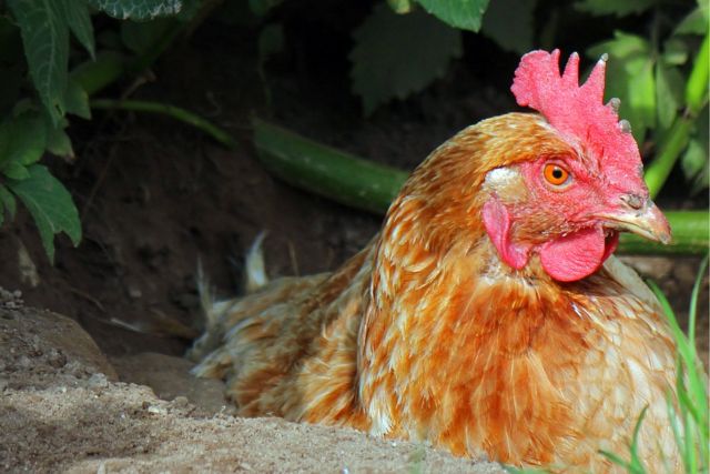 Habis Menyetubuhi Ayam, Cowok Ini Nanyain Efeknya Sama Dokter. Dia Panik, Kita Terheran-heran