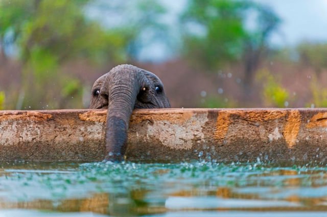 15 Perilaku Bayi Gajah yang Gemesin Abis. Sesekali Berliburlah Untuk Mengunjungi Satwa Unyu Macam Ini!