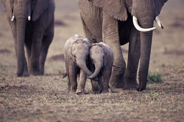 15 Perilaku Bayi Gajah yang Gemesin Abis. Sesekali Berliburlah Untuk Mengunjungi Satwa Unyu Macam Ini!