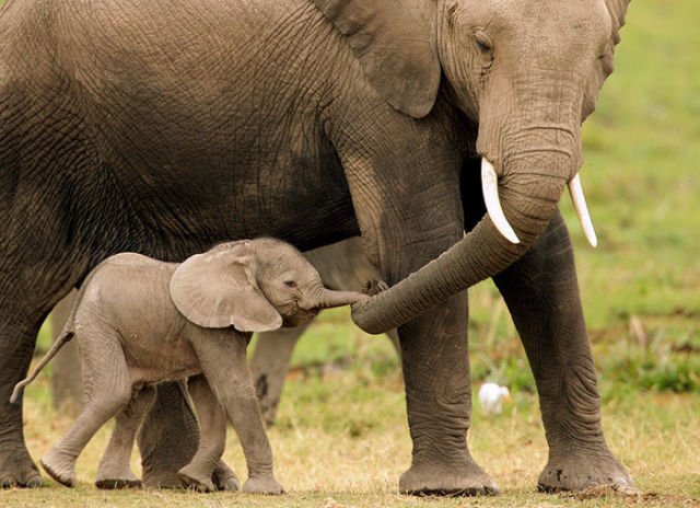 15 Perilaku Bayi Gajah yang Gemesin Abis. Sesekali Berliburlah Untuk Mengunjungi Satwa Unyu Macam Ini!