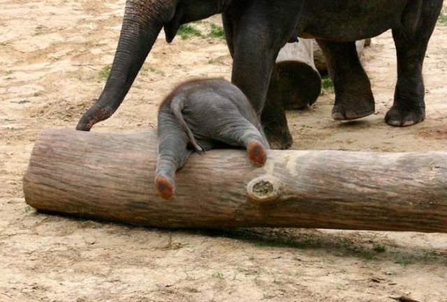 15 Perilaku Bayi Gajah yang Gemesin Abis. Sesekali Berliburlah Untuk Mengunjungi Satwa Unyu Macam Ini!