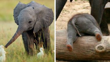 15 Perilaku Bayi Gajah yang Gemesin Abis. Sesekali Berliburlah Untuk Mengunjungi Satwa Unyu Macam Ini!