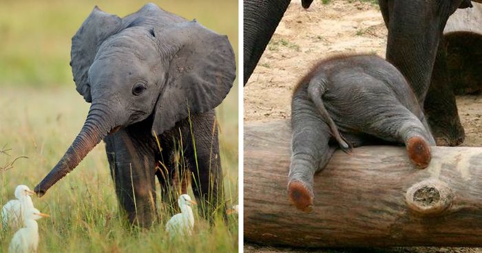 15 Perilaku Bayi Gajah yang Gemesin Abis. Sesekali Berliburlah Untuk Mengunjungi Satwa Unyu Macam Ini!