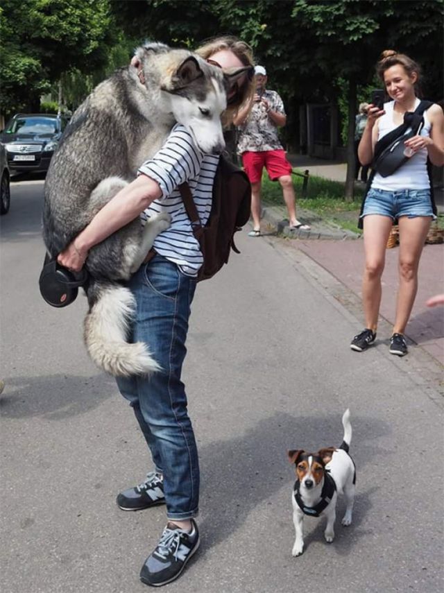 15 Foto Ini Bikin Nyesel Pernah Takut Sama Anjing, Ternyata Mereka Lebih Penakut… dan Lebay