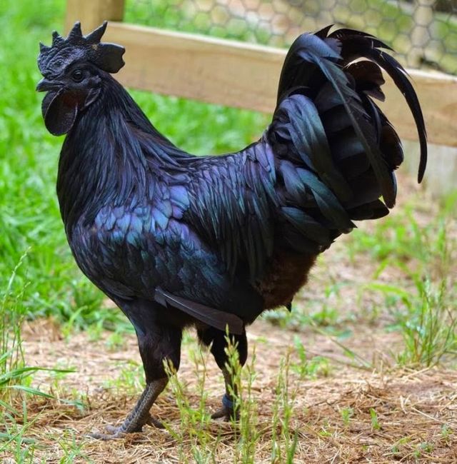 6 Fakta Unik Ayam Cemani, Ayam Hitam Legam yang Popularitasnya Sudah Diakui Dunia