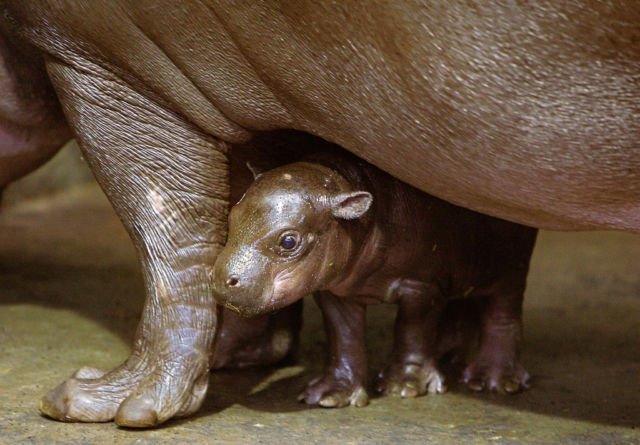 Pernah Kepikiran Kalau Bayi Kuda Nil Bisa Seimut Ini? Nggak Kalah dengan Hewan Peliharaanmu di Rumah