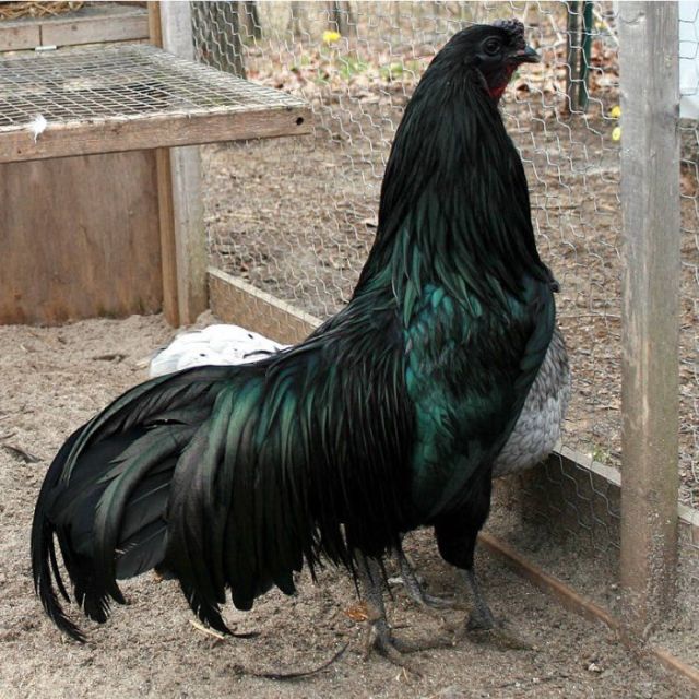 6 Fakta Unik Ayam Cemani, Ayam Hitam Legam yang Popularitasnya Sudah Diakui Dunia